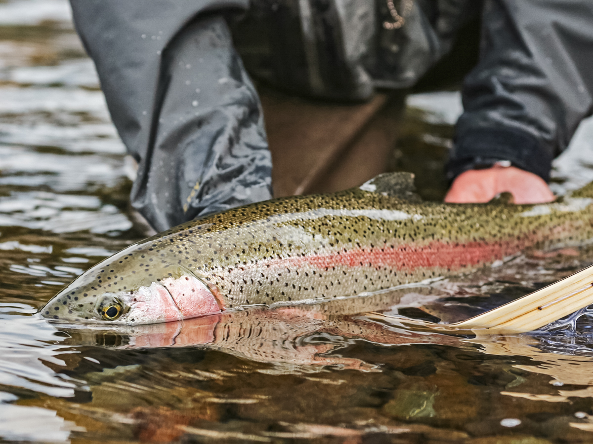 alaska rainbow trout caught in water