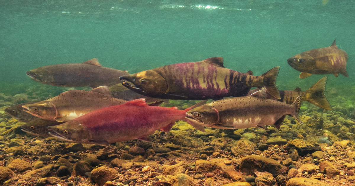 fish swimming in alaska