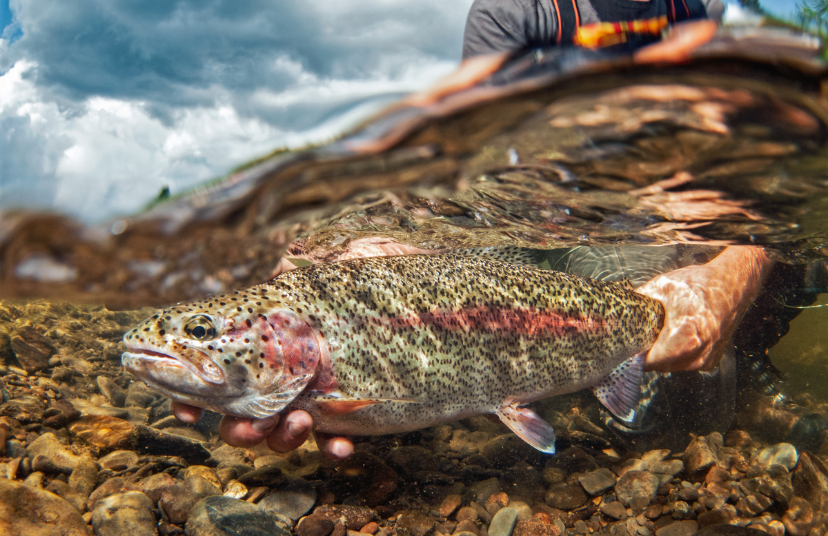 underwater shot of rainbow trout