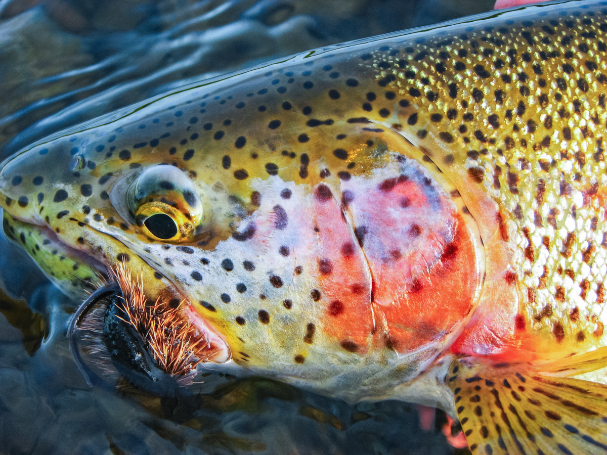 beautiful rainbow trout in alaska
