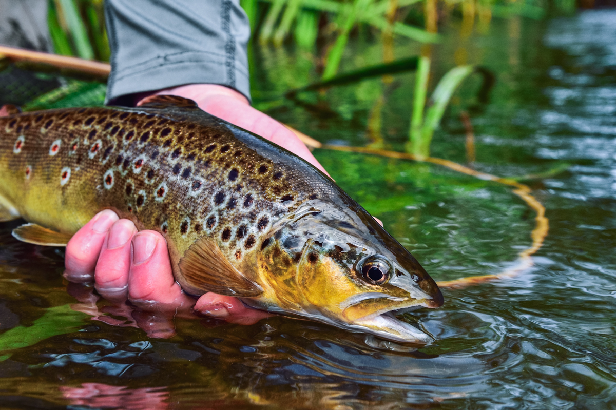 terrific brown trout caught in ireland