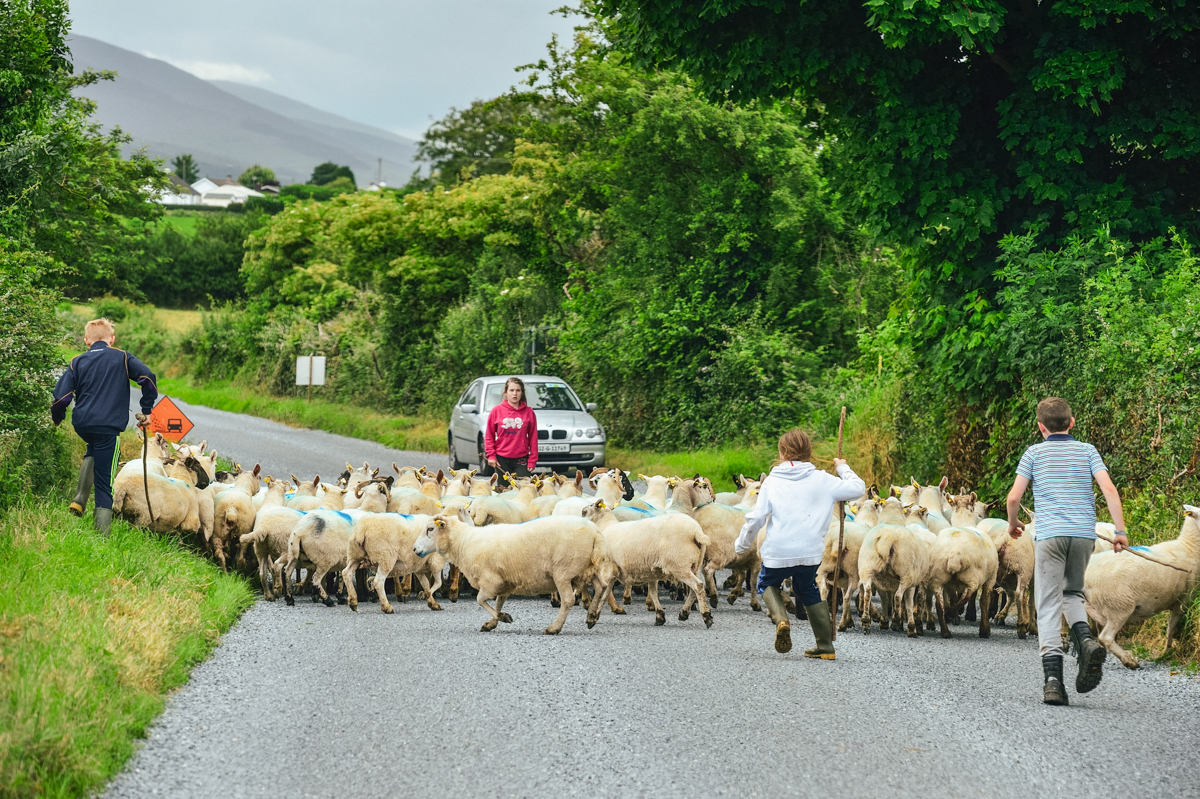 herding sheep in ireland