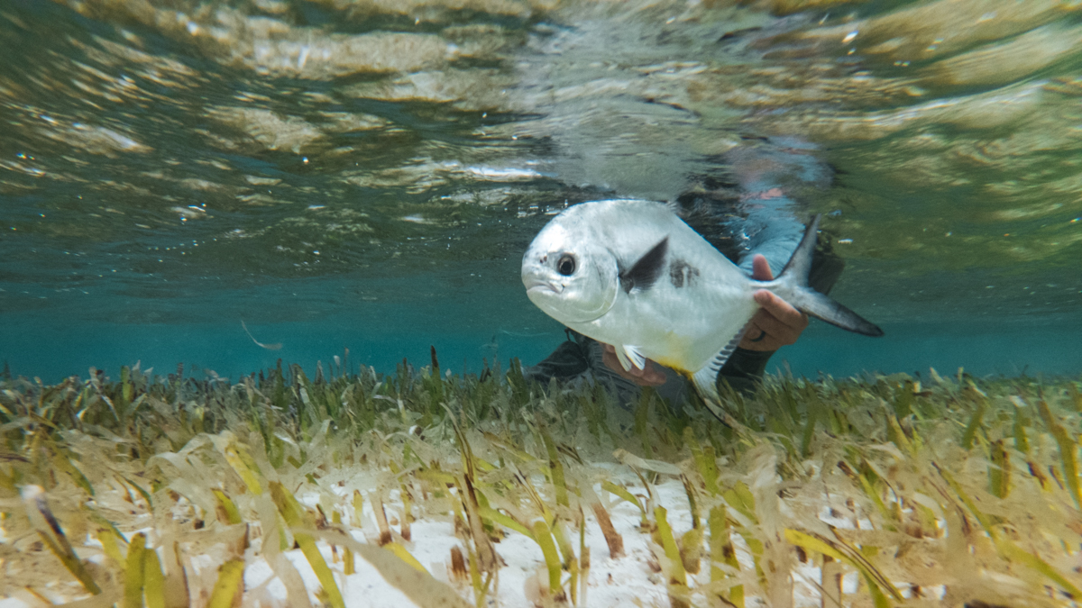 Permit fish swimming