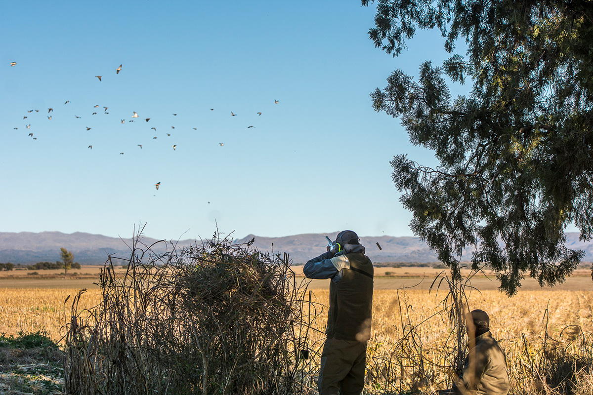 dove hunting - doves (31)