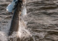 Migratory tarpon jumping in Ascension Bay, Mexico