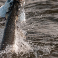 Migratory tarpon jumping in Ascension Bay, Mexico