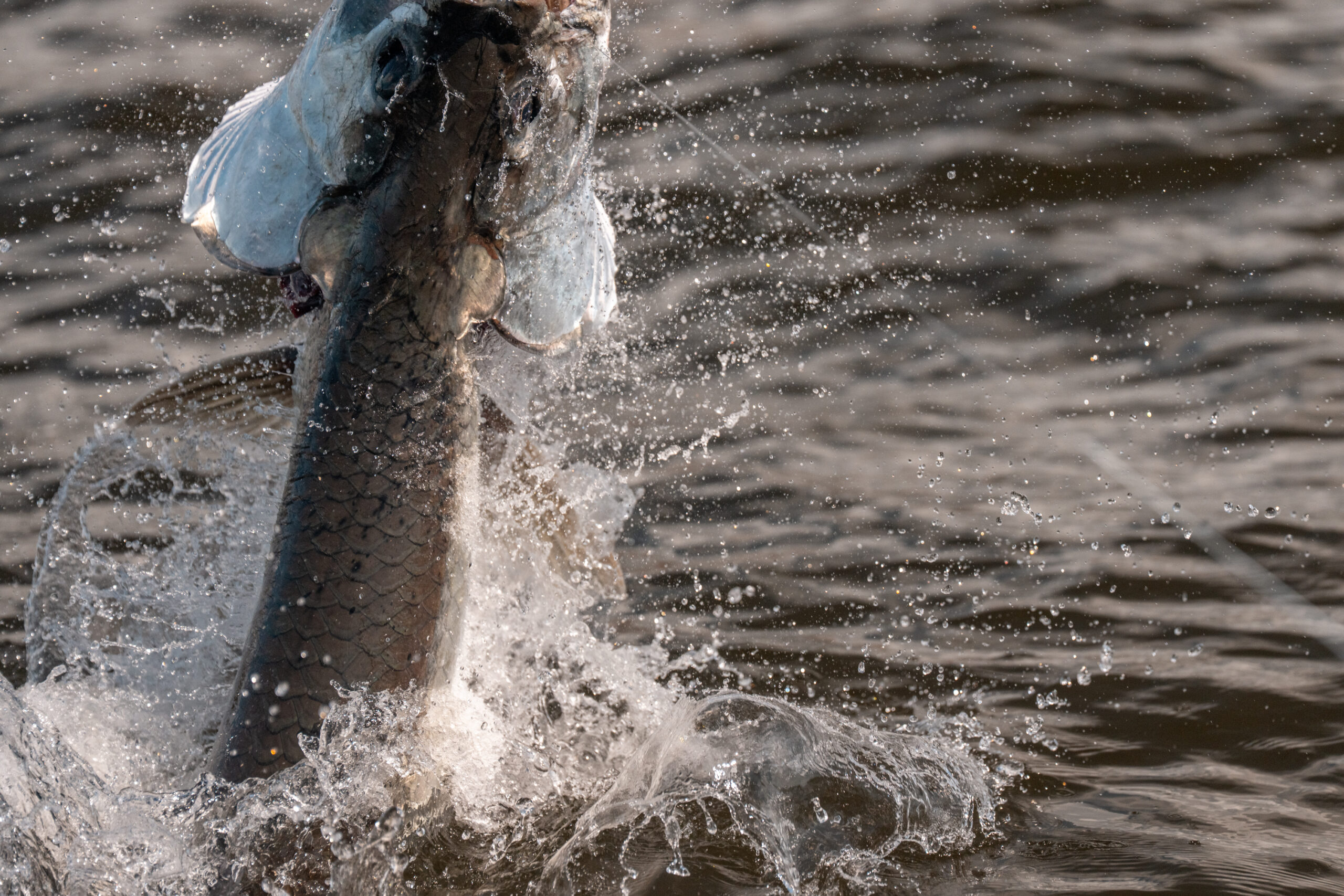Migratory tarpon jumping in Ascension Bay, Mexico